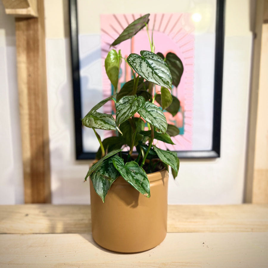 Philodendron Brandtianum