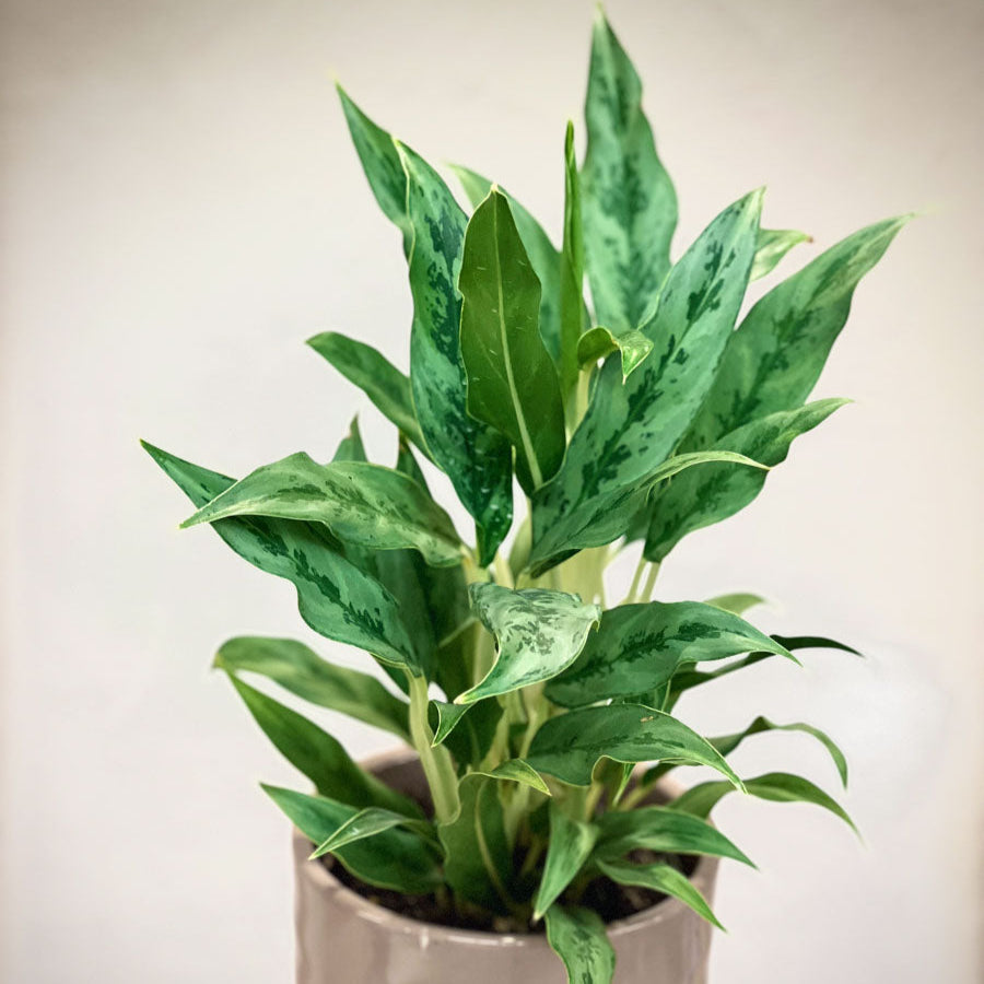 Aglaonema Juliette