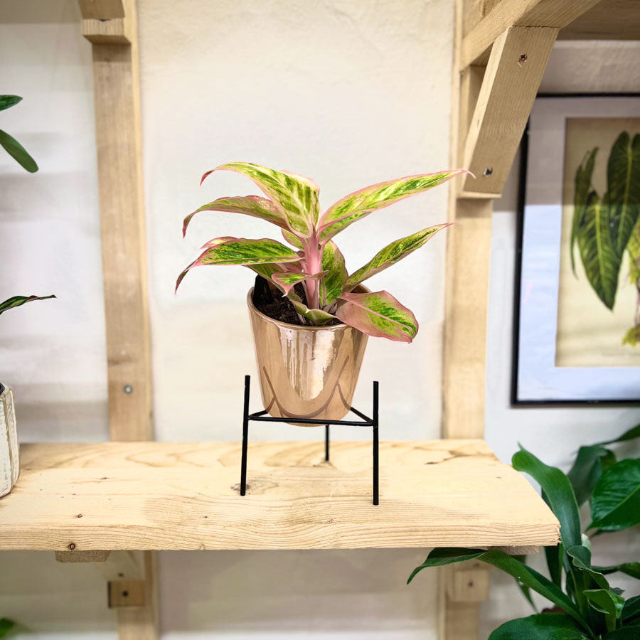 Aglaonema Salmon Fantasy