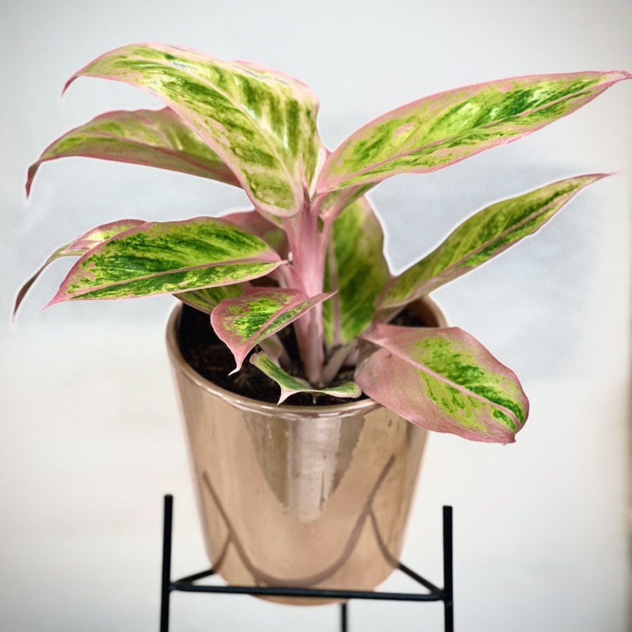 Aglaonema Salmon Fantasy