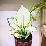 Aglaonema White Joy