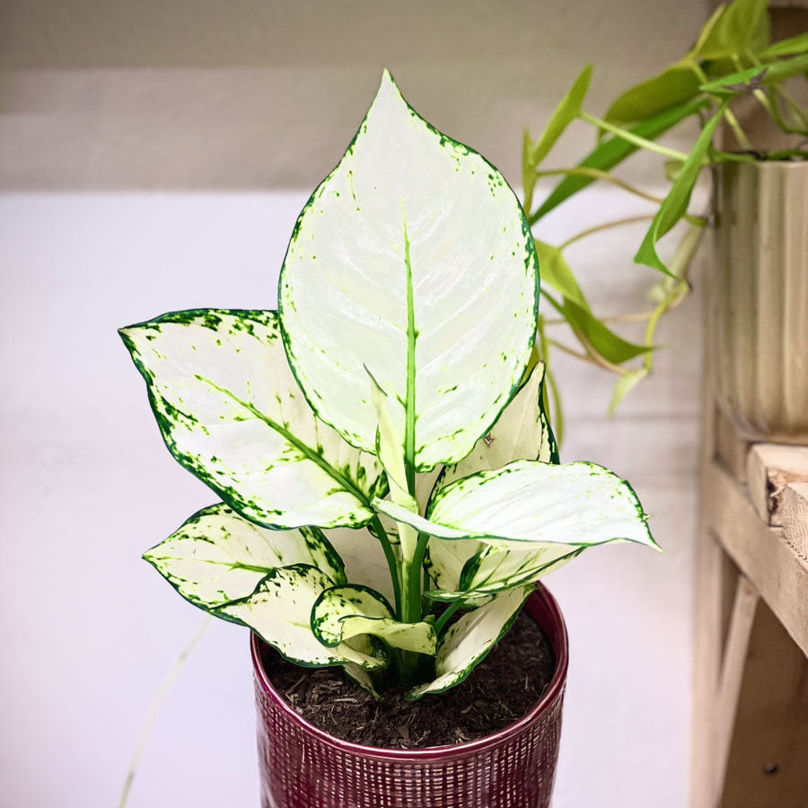Aglaonema White Joy