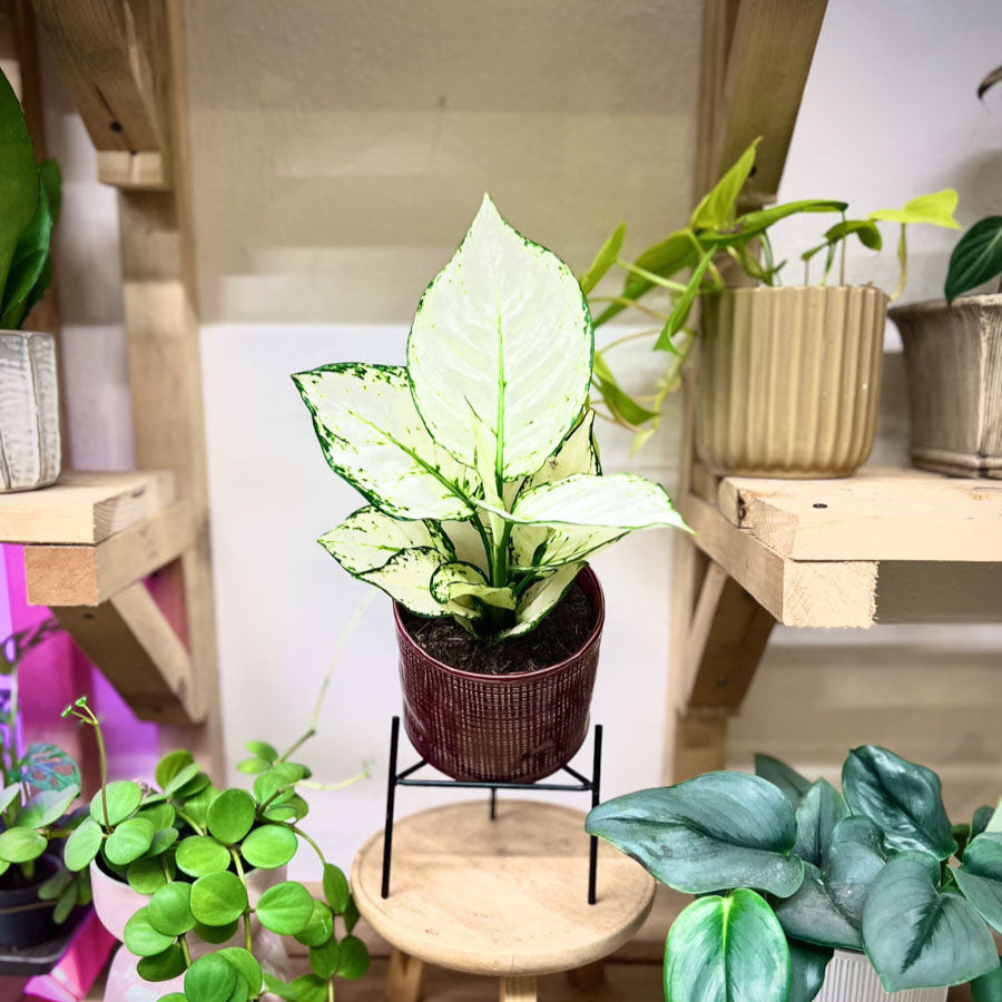 Aglaonema White Joy