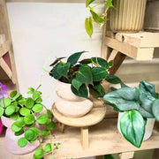 Philodendron Micans