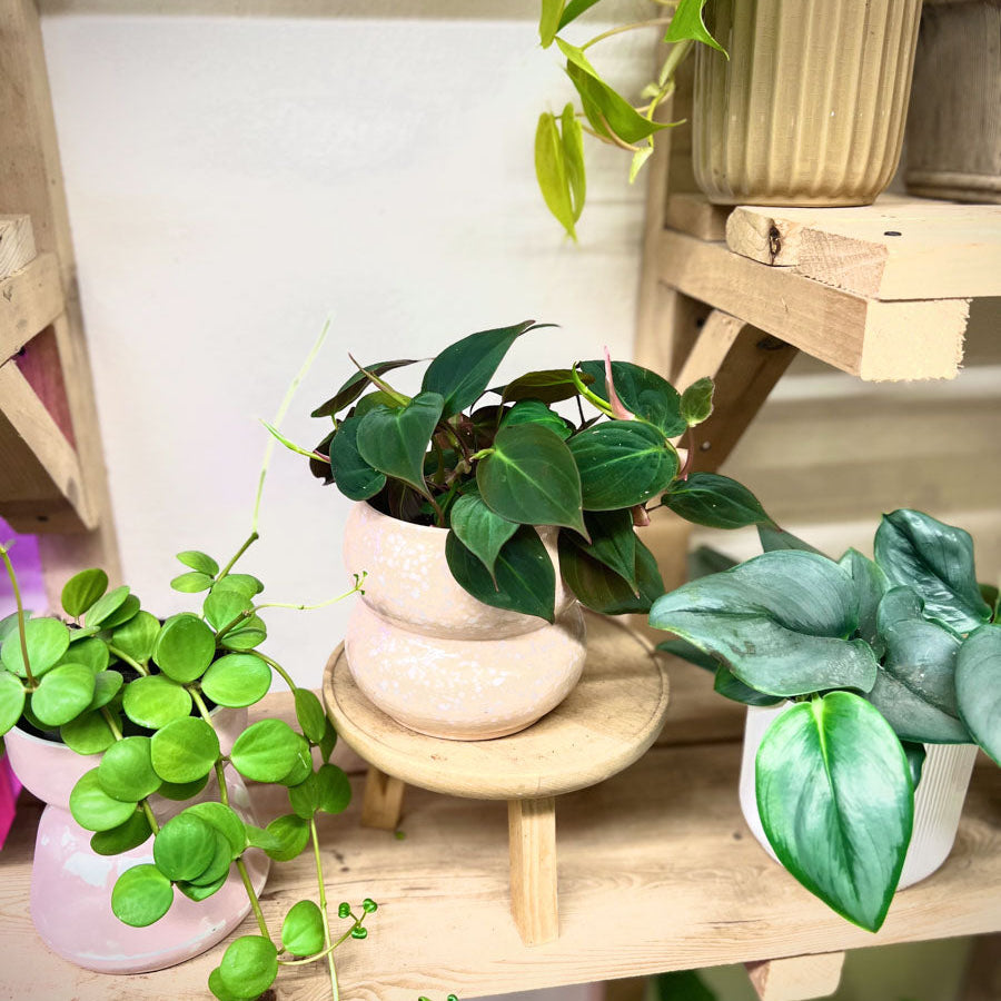Philodendron Micans