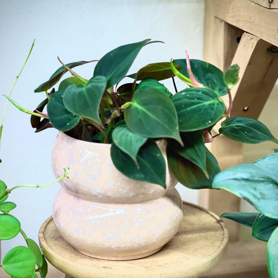 Philodendron Micans