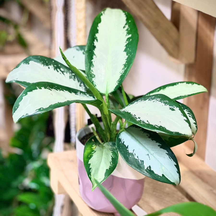 Aglaonema Sliver Bay