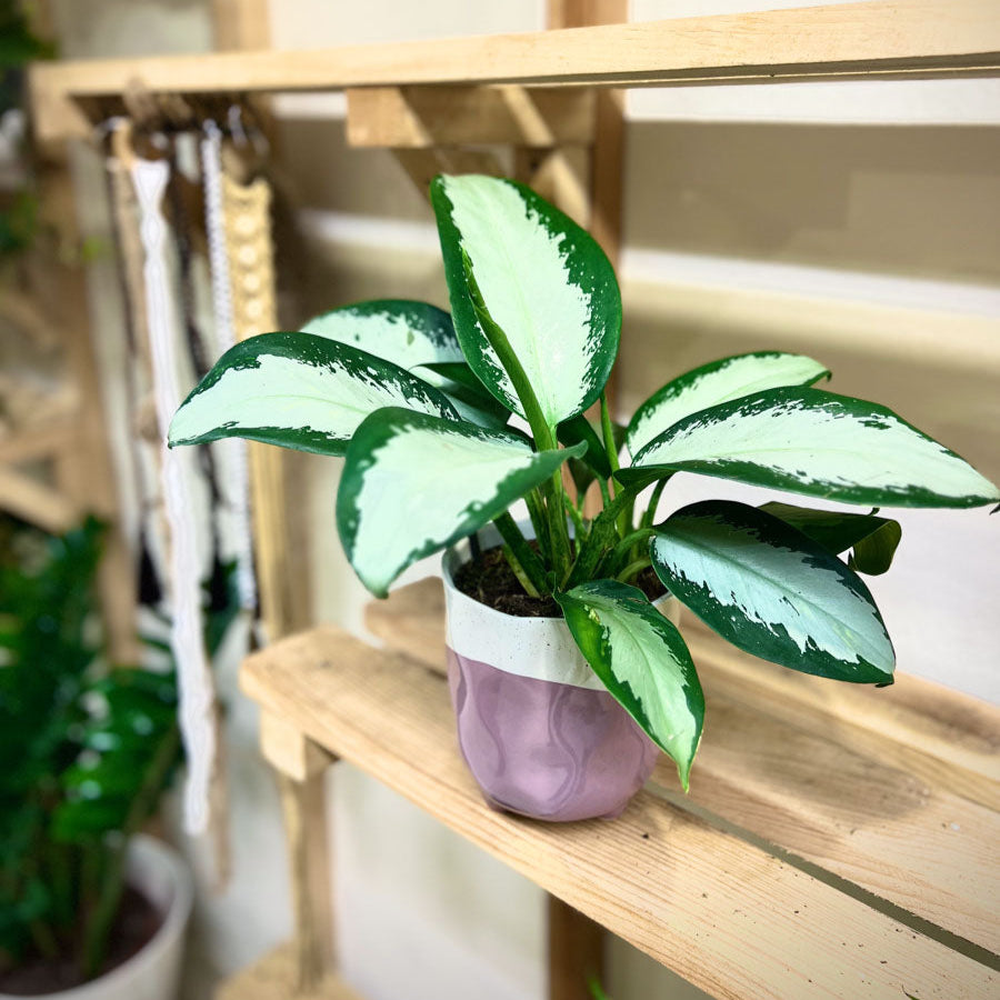 Aglaonema Sliver Bay