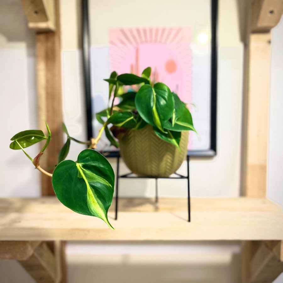 Philodendron Scandens Brasil
