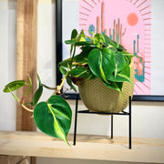 Philodendron Scandens Brasil
