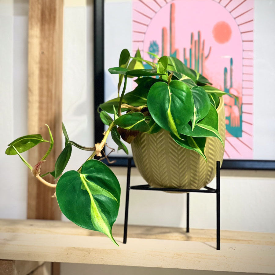 Philodendron Scandens Brasil