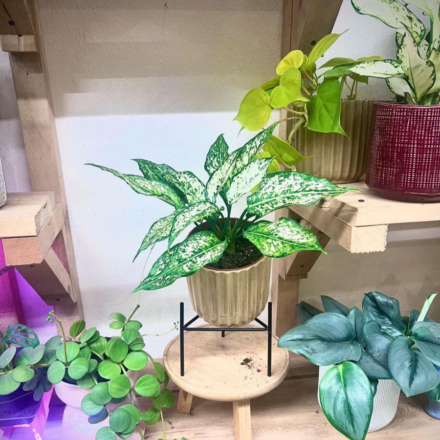Aglaonema White Kiwi