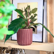 Philodendron Narrow