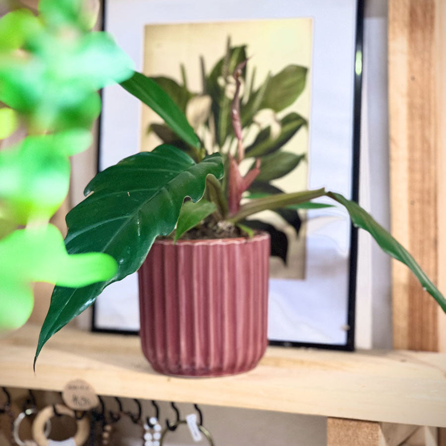 Philodendron Narrow
