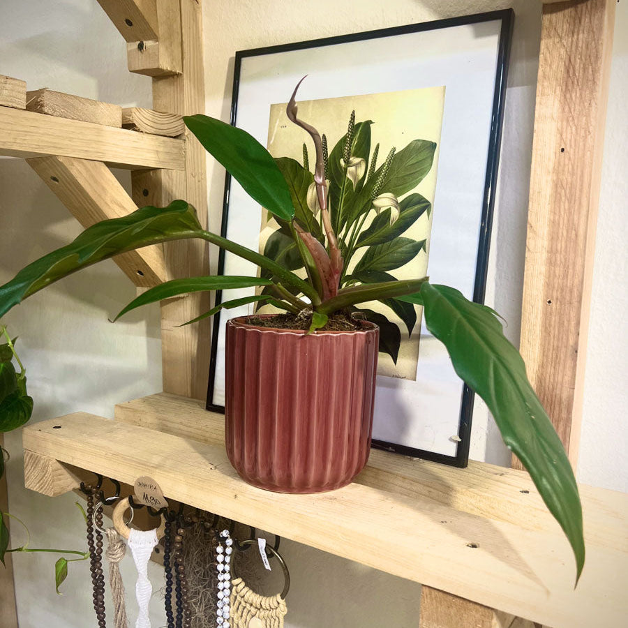 Philodendron Narrow