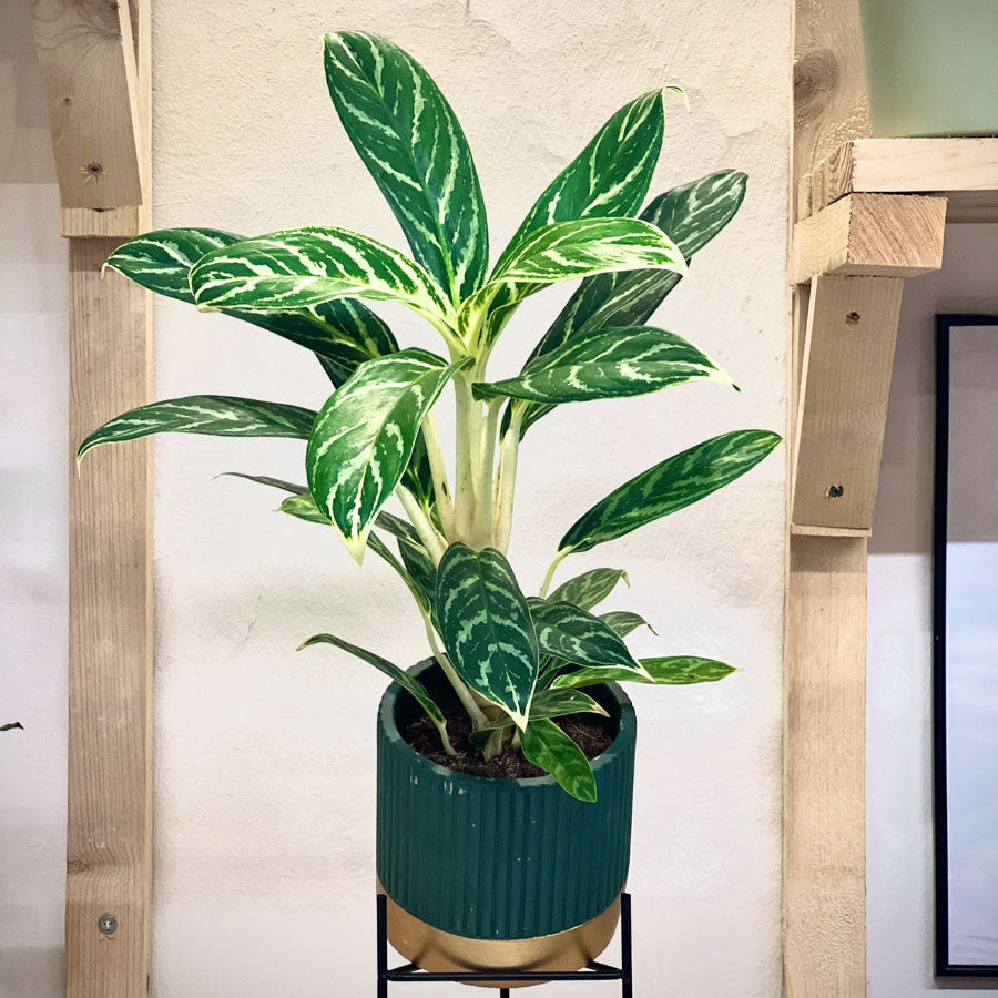 Aglaonema Brilliant