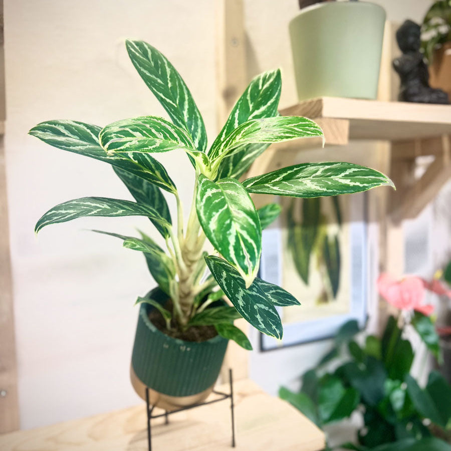 Aglaonema Brilliant