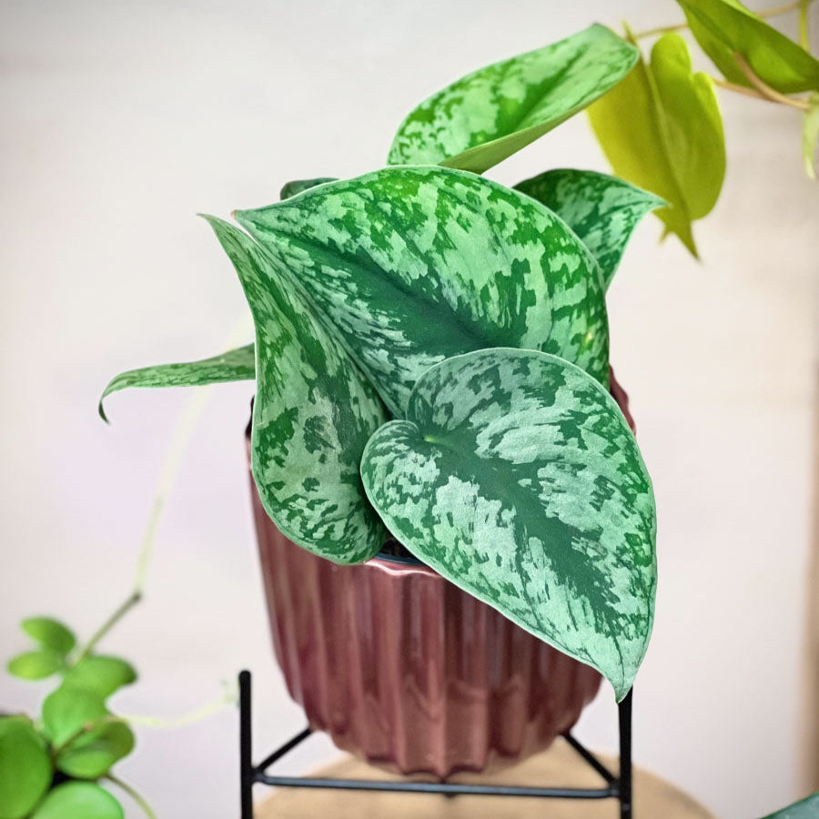 Scindapsus Pictus "Trebie"