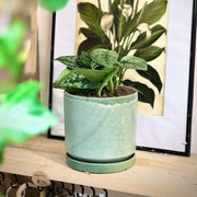 Scindapsus SIlver Lady