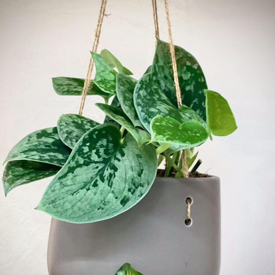 Scindapsus Silver Ann