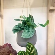 Scindapsus Silver Ann