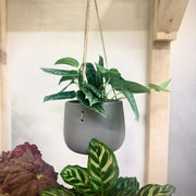 Scindapsus Pictus "Argyraeus"