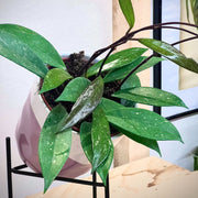 Hoya Pubicalyx