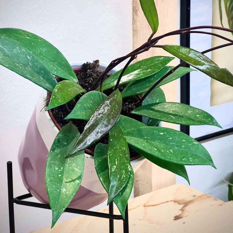Hoya Gracilis Carnosa
