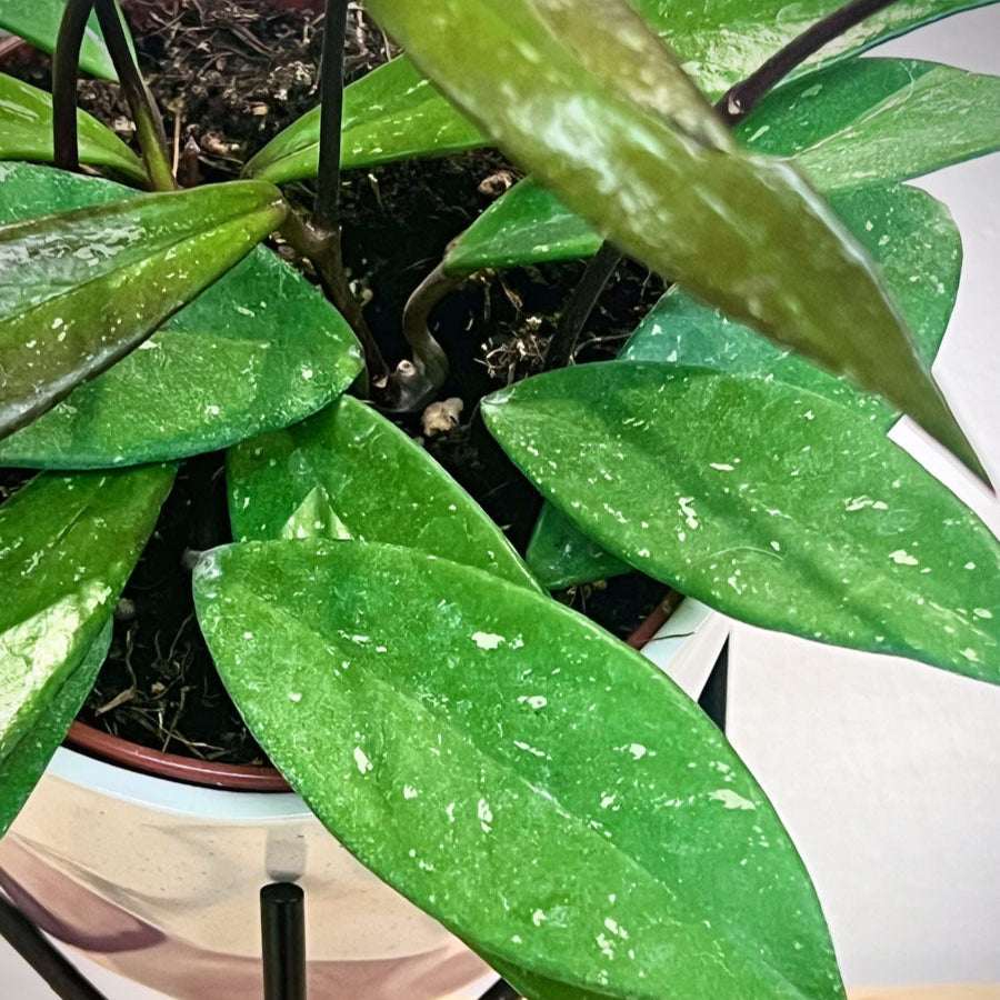 Hoya Pubicalyx