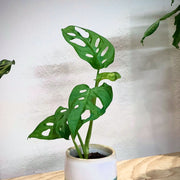Monstera Adansonii Baby