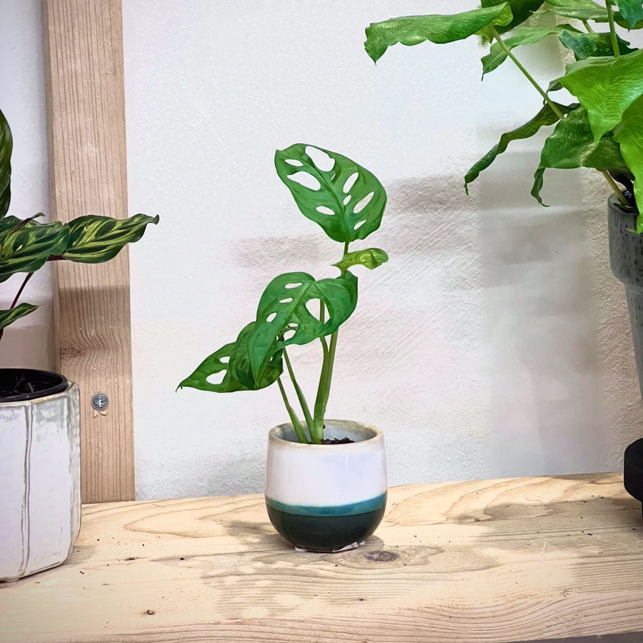 Monstera Adansonii Baby