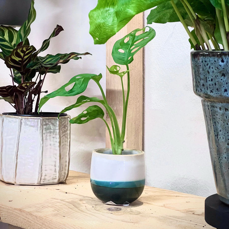 Monstera Adansonii Baby