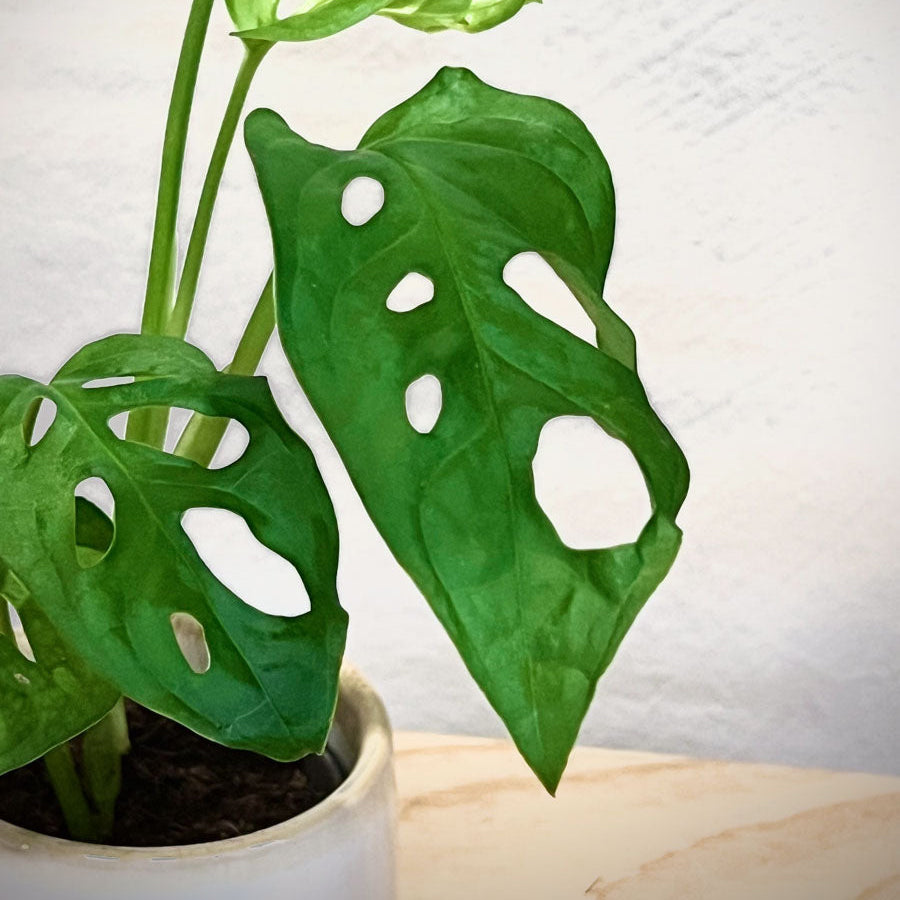 Monstera Adansonii Baby