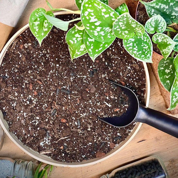 Vzdušný substrát SoilBros Pothos (Scindapsus & Begonia & Epipremnum)