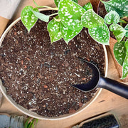 Vzdušný substrát SoilBros Pothos (Scindapsus & Begonia & Epipremnum)