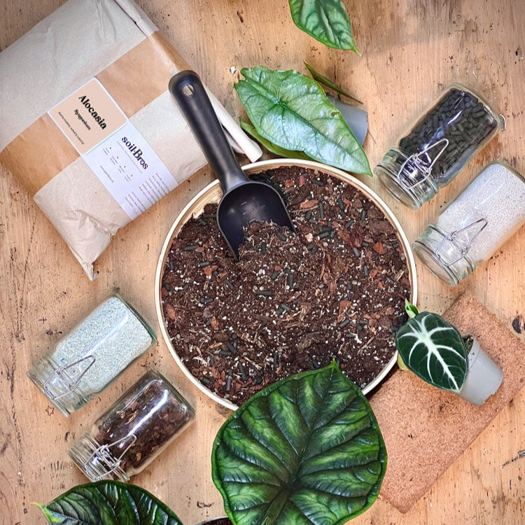 Vzdušný substrát SoilBros Alocasia & Syngonium