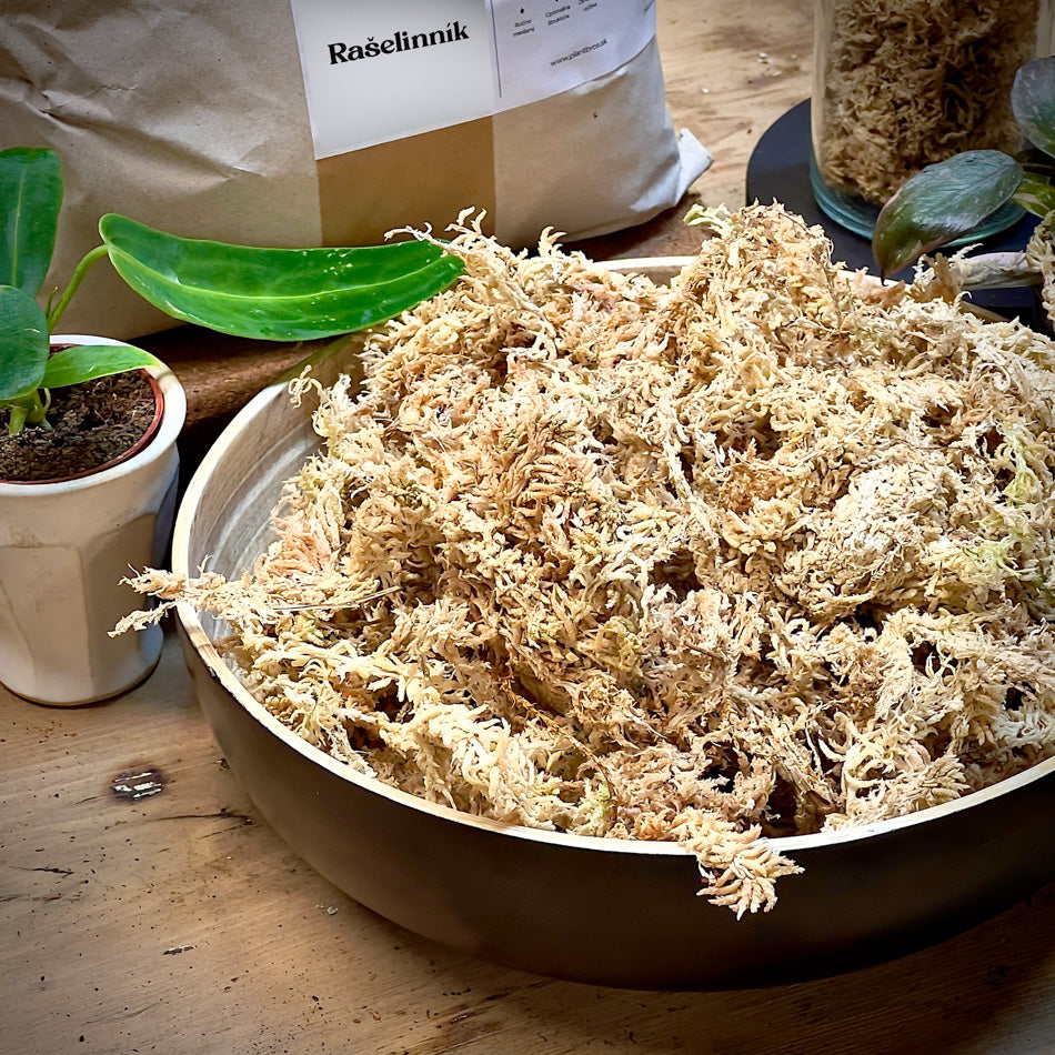 Rašelinník / Sphagnum moss