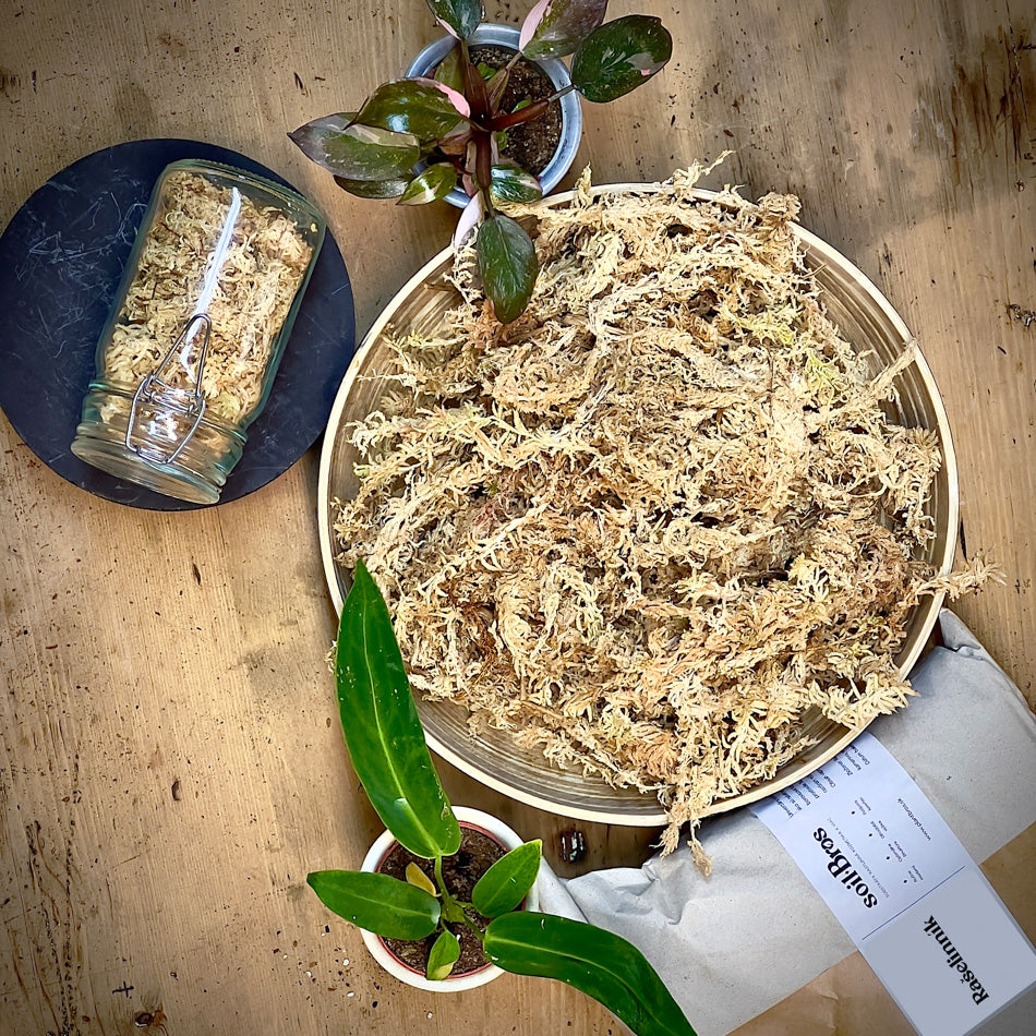 Rašelinník / Sphagnum 100g