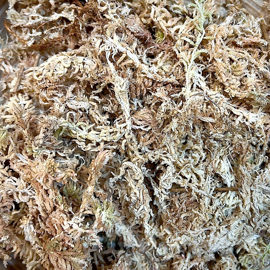 Rašelinník / Sphagnum 100g