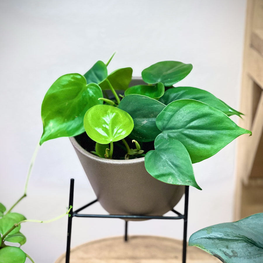 Philodendron Scandes