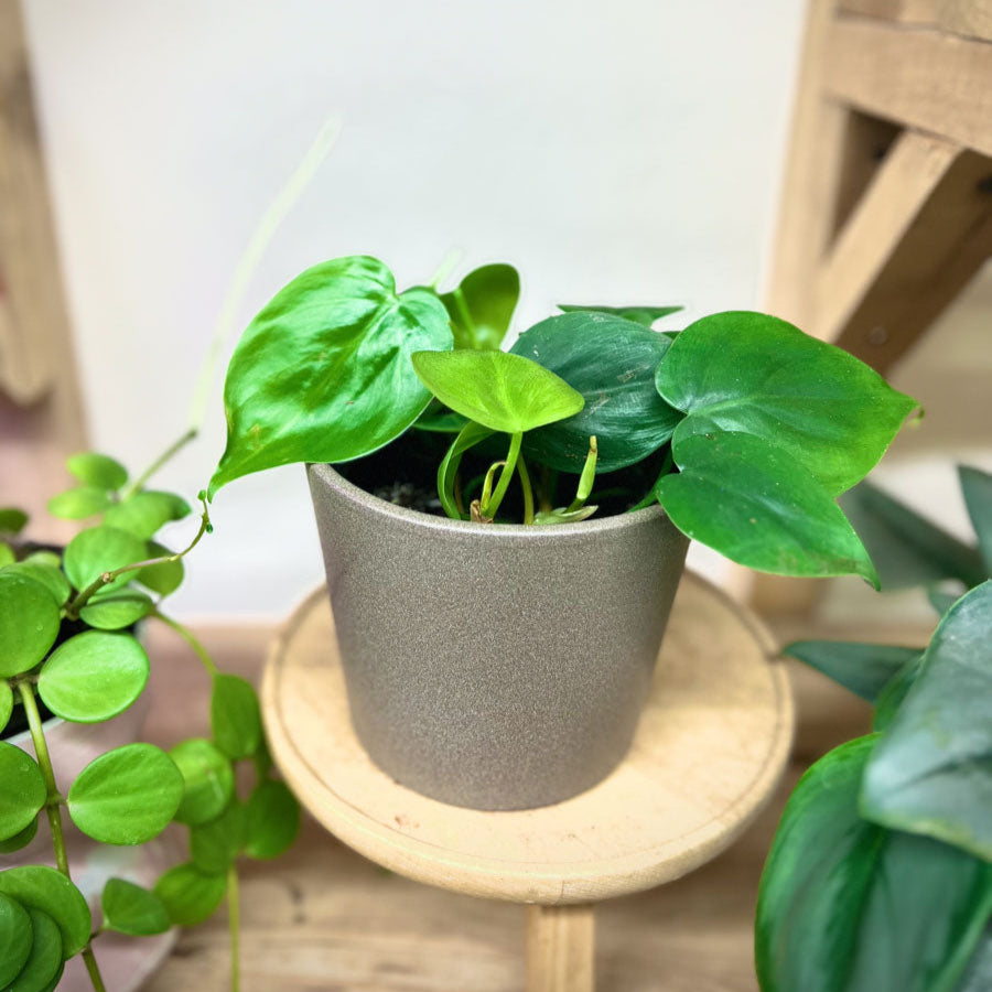 Philodendron Scandes