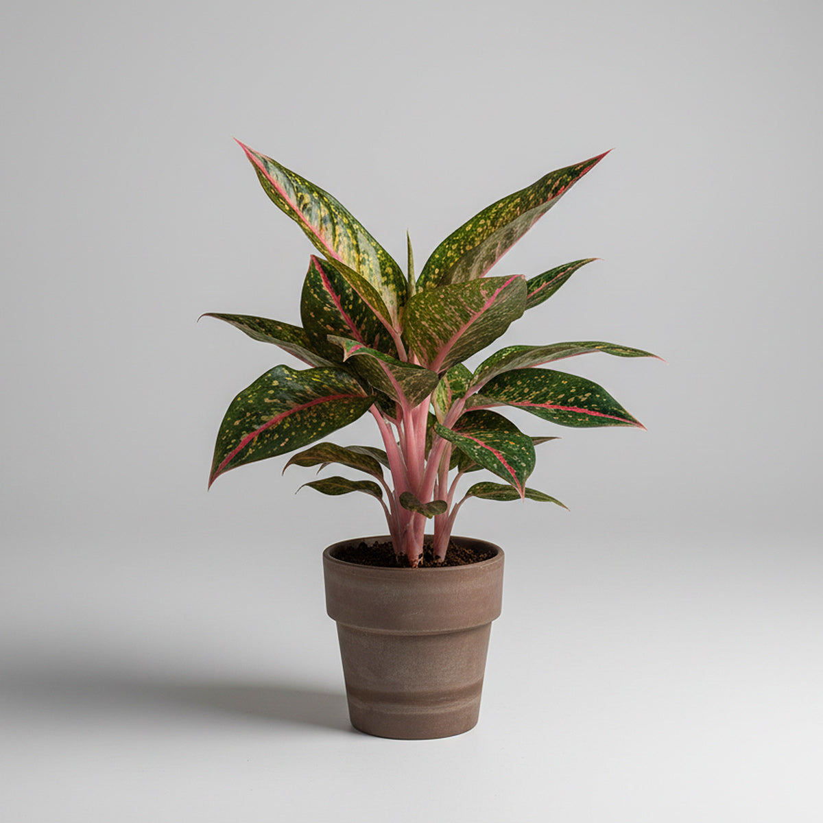Aglaonema Sparkling Sarah