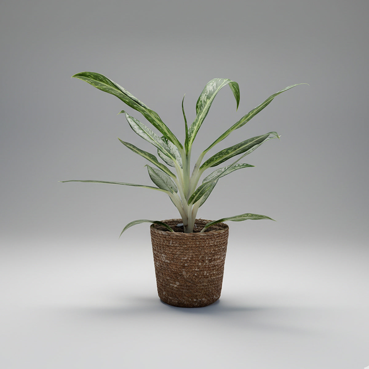 Aglaonema Matcha Lemon