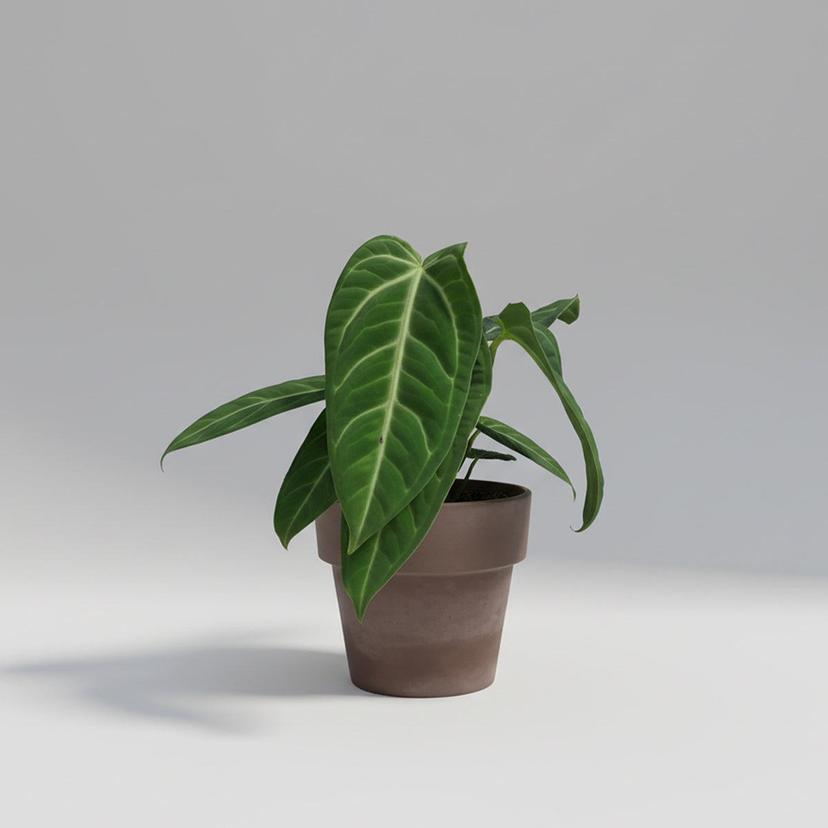 Anthurium villenaorum