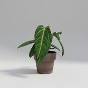 Anthurium villenaorum