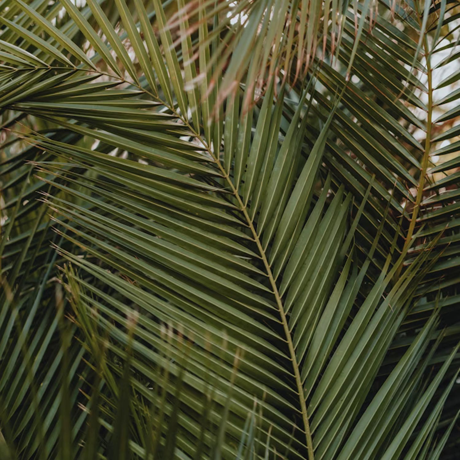 Areca Dypsis lutescens