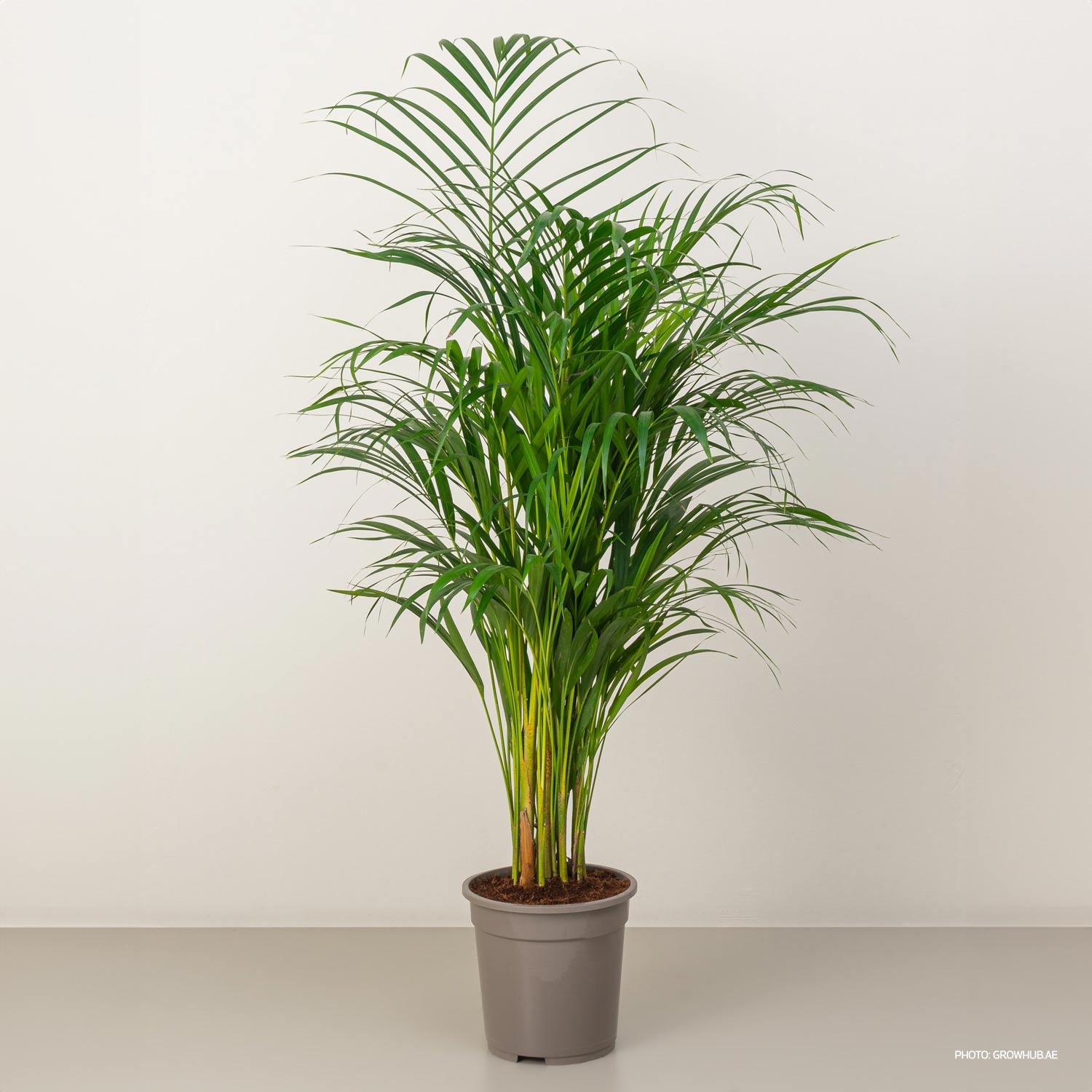 Areca Dypsis lutescens