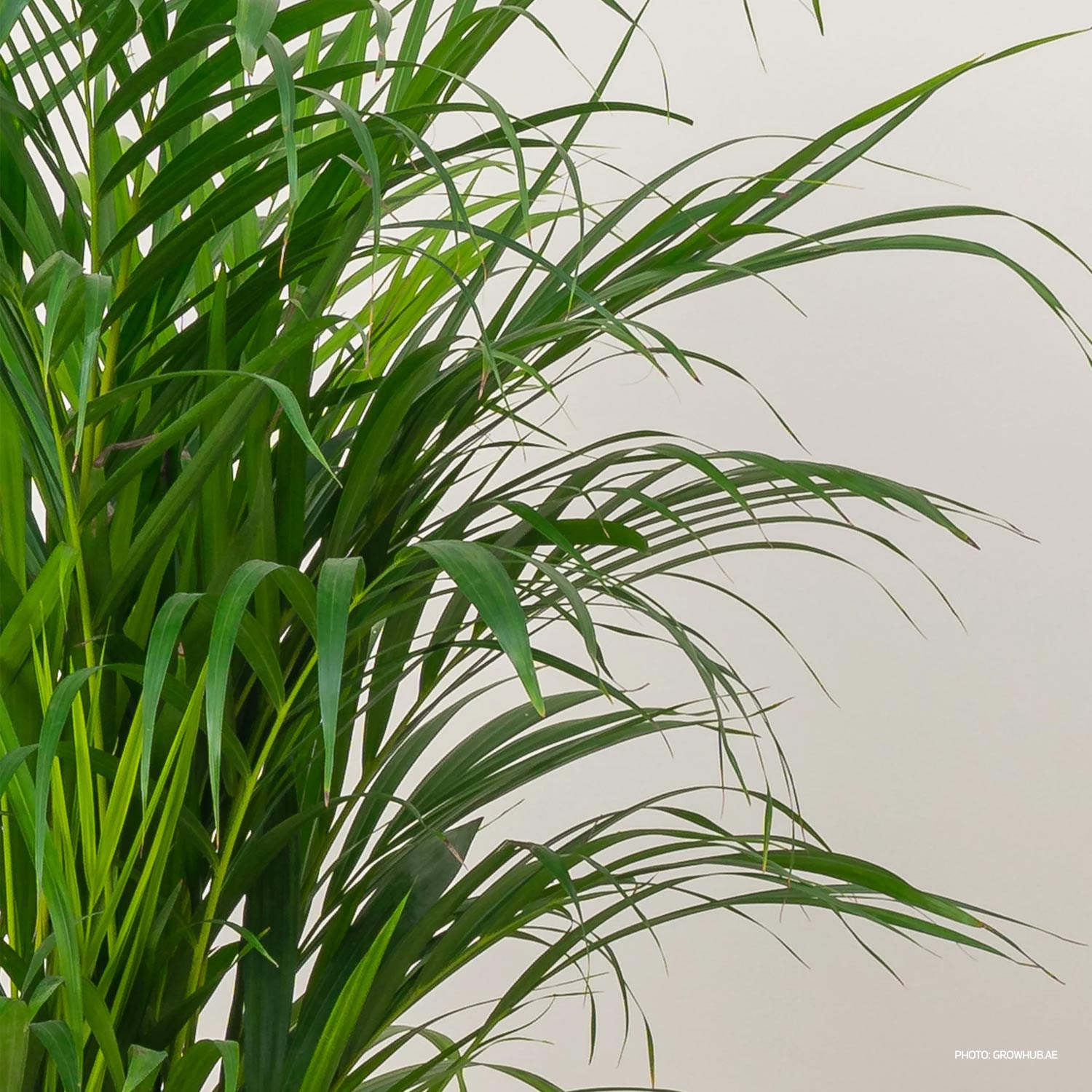 Areca Dypsis lutescens