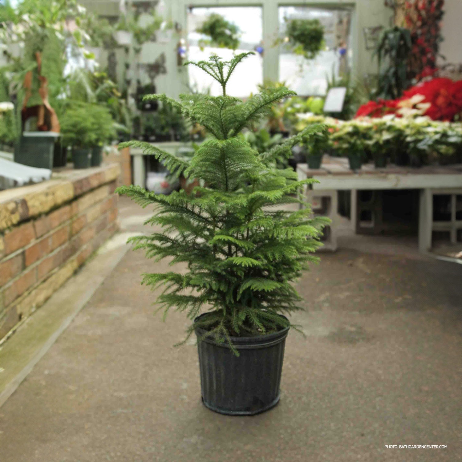 Araucaria heterophylla