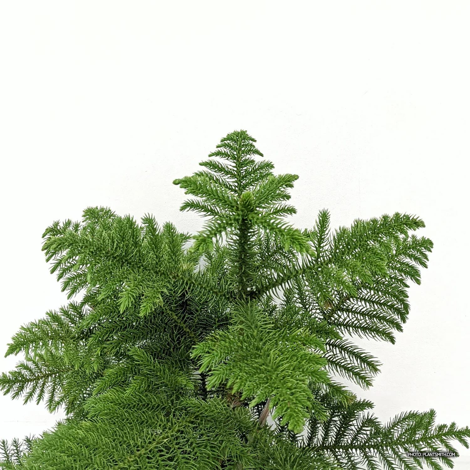 Araucaria heterophylla